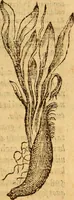 Picture 20 of 29 from Aromatum, et simplicium aliquot medicamentorum apud Indos nascentium historia : ante biennium quidem Lusitanica lingua per dialogos conscripta (1567), leaf 154