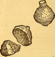 Picture 23 of 29 from Aromatum, et simplicium aliquot medicamentorum apud Indos nascentium historia : ante biennium quidem Lusitanica lingua per dialogos conscripta (1567), leaf 185
