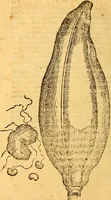 Picture 25 of 29 from Aromatum, et simplicium aliquot medicamentorum apud Indos nascentium historia : ante biennium quidem Lusitanica lingua per dialogos conscripta (1567), leaf 231