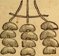 Picture 27 of 29 from Aromatum, et simplicium aliquot medicamentorum apud Indos nascentium historia : ante biennium quidem Lusitanica lingua per dialogos conscripta (1567), leaf 232