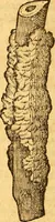 Picture 4 of 29 from Aromatum, et simplicium aliquot medicamentorum apud Indos nascentium historia : ante biennium quidem Lusitanica lingua per dialogos conscripta (1567), leaf 43