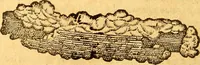 Picture 5 of 29 from Aromatum, et simplicium aliquot medicamentorum apud Indos nascentium historia : ante biennium quidem Lusitanica lingua per dialogos conscripta (1567), leaf 43