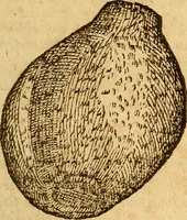 Picture 6 of 29 from Aromatum, et simplicium aliquot medicamentorum apud Indos nascentium historia : ante biennium quidem Lusitanica lingua per dialogos conscripta (1567), leaf 50