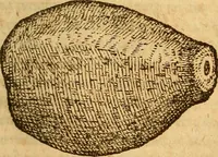 Picture 7 of 29 from Aromatum, et simplicium aliquot medicamentorum apud Indos nascentium historia : ante biennium quidem Lusitanica lingua per dialogos conscripta (1567), leaf 50