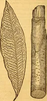 Picture 8 of 29 from Aromatum, et simplicium aliquot medicamentorum apud Indos nascentium historia : ante biennium quidem Lusitanica lingua per dialogos conscripta (1567), leaf 75