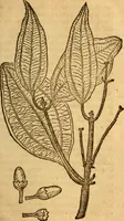 Picture 9 of 29 from Aromatum, et simplicium aliquot medicamentorum apud Indos nascentium historia : ante biennium quidem Lusitanica lingua per dialogos conscripta (1567), leaf 98