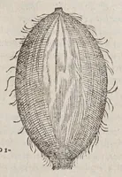 An illustration from Aromatum, et simplicium aliquot medicamentorum apud Indos nascentium historia: (1579)