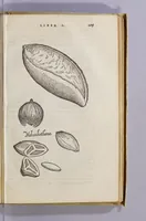 Picture 6 of 12 from Aromatum, et simplicium aliquot medicamentorum apud Indos nascentium historia: (1579), leaf 113