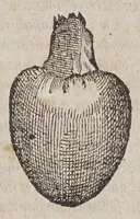An illustration from Aromatum, et simplicium aliquot medicamentorum apud Indos nascentium historia: (1579)