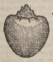 An illustration from Aromatum, et simplicium aliquot medicamentorum apud Indos nascentium historia: (1579)