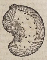 An illustration from Aromatum, et simplicium aliquot medicamentorum apud Indos nascentium historia: (1579)