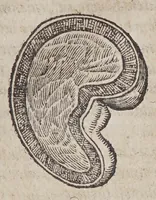 Picture 10 of 12 from Aromatum, et simplicium aliquot medicamentorum apud Indos nascentium historia: (1579), leaf 125