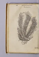Picture 11 of 12 from Aromatum, et simplicium aliquot medicamentorum apud Indos nascentium historia: (1579), leaf 132