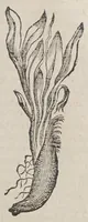 Picture 12 of 12 from Aromatum, et simplicium aliquot medicamentorum apud Indos nascentium historia: (1579), leaf 135