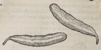 Picture 1 of 12 from Aromatum, et simplicium aliquot medicamentorum apud Indos nascentium historia: (1579), leaf 98