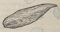 Picture 2 of 12 from Aromatum, et simplicium aliquot medicamentorum apud Indos nascentium historia: (1579), leaf 98
