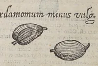 An illustration from Aromatum, et simplicium aliquot medicamentorum apud Indos nascentium historia: (1579)