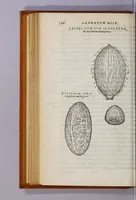 Picture 5 of 9 from Aromatum, et simplicium aliquot medicamentorum apud Indos Nascentium historia: (1593), leaf 104