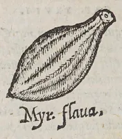 Picture 6 of 9 from Aromatum, et simplicium aliquot medicamentorum apud Indos Nascentium historia: (1593), leaf 116