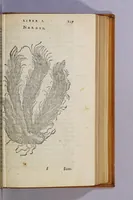 An illustration from Aromatum, et simplicium aliquot medicamentorum apud Indos Nascentium historia: (1593)
