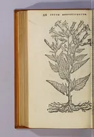 An illustration from Aromatum, et simplicium aliquot medicamentorum apud Indos Nascentium historia: (1593)