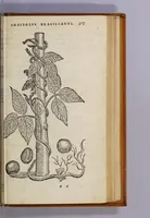 An illustration from Aromatum, et simplicium aliquot medicamentorum apud Indos Nascentium historia: (1593)