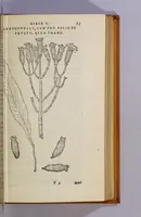 An illustration from Aromatum, et simplicium aliquot medicamentorum apud Indos Nascentium historia: (1593)