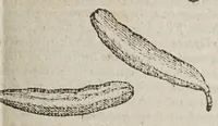 An illustration from Aromatum, et simplicium aliquot medicamentorum apud Indos Nascentium historia: (1593)