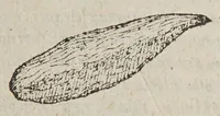 Picture 3 of 9 from Aromatum, et simplicium aliquot medicamentorum apud Indos Nascentium historia: (1593), leaf 99