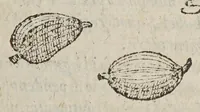 An illustration from Aromatum, et simplicium aliquot medicamentorum apud Indos Nascentium historia: (1593)