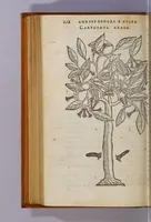An illustration from Aromatum, et simplicium aliquot medicamentorum apud Indos Nascentium historia: (1593)