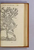 Picture 3 of 10 from Aromatum, et simplicium aliquot medicamentorum apud Indos Nascentium historia: (1593), leaf 29
