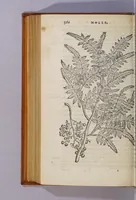 Picture 4 of 10 from Aromatum, et simplicium aliquot medicamentorum apud Indos Nascentium historia: (1593), leaf 52