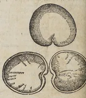 An illustration from Aromatum, et simplicium aliquot medicamentorum apud Indos Nascentium historia: (1593)