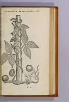 Picture 6 of 10 from Aromatum, et simplicium aliquot medicamentorum apud Indos Nascentium historia: (1593), leaf 67