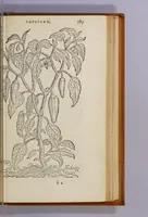 Picture 7 of 10 from Aromatum, et simplicium aliquot medicamentorum apud Indos Nascentium historia: (1593), leaf 79