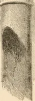 An illustration from Arrows of the chace; being a collection of scattered letters published chiefly in the daily newspapers,--1840-1880 (1881)