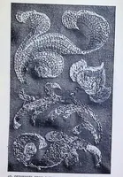 Picture 9 of 16 from Art In Needlework: A Book About Embroidery (1901), leaf 127