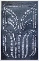 Picture 7 of 16 from Art In Needlework: A Book About Embroidery (1901), leaf 93