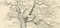 Picture 36 of 63 from Art and artists in Connecticut (1879), leaf 151
