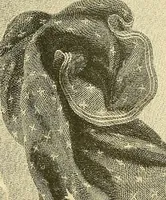 Picture 25 of 232 from Art and artists of our time (1888), leaf 56