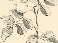 An illustration from Art catalogue : a catalogue of books and materials prepared for the promotion of art education in schools. (1911)