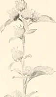An illustration from Art catalogue : a catalogue of books and materials prepared for the promotion of art education in schools. (1911)