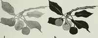 An illustration from Art (1916)