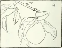 An illustration from Art (1916)