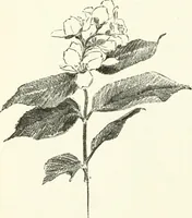 An illustration from Art (1916)