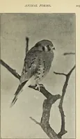 An illustration from Art crafts for amateurs (1901)