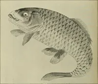 An illustration from Art crafts for amateurs (1901)