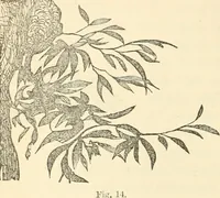 An illustration from Art culture: a hand-book of art technicalities and criticisms (1873)