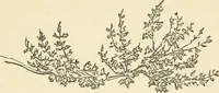 An illustration from Art culture: a hand-book of art technicalities and criticisms (1873)